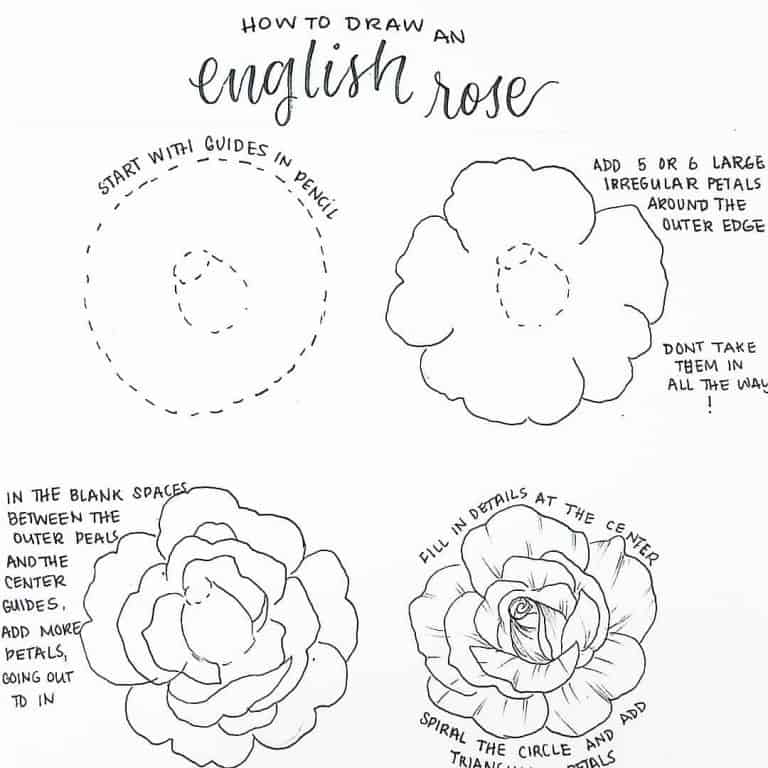 How to draw an english rose as a bullet journal doodle